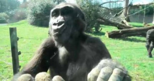 Joven gorila intenta sortear una cerca eléctrica para volver con sus hermanos