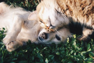 Los perros no solo están hechos para ser sociables con humanos sino con otras especies