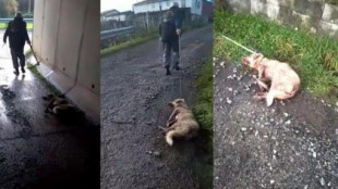 El cazador que disparó y arrastró a su perra en Lugo ha sido identificado y denunciado