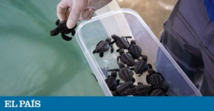 ‘Baby boom’ de tortugas en la costa mediterránea