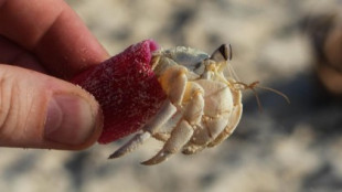 Muerte masiva de cangrejos ermitaños atrapados por los residuos de plástico