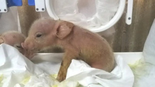 Nacen en China los primeros híbridos de cerdo y mono