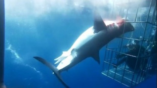 Muere un tiburón blanco tras quedarse atrapado en una jaula de observación para turistas