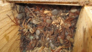 Una caja-nido para zarigüeyas en Australia revela el hogar de docenas de arañas gigantes