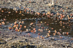 Aparecen miles de moluscos muertos en el Mar Menor en la zona de Los Urrutias y Los Nietos