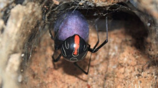 La araña viuda de Phinda recién descubierta pone huevos de color púrpura