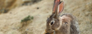 El conejo pasa a ser una especie "en peligro" por la caída de su población en España, Portugal y Francia