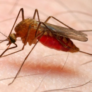 Las flatulencias de un hombre africano repelen al mosquito de la malaria