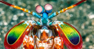 Cuando la langosta mantis pelea con una almeja disco, se encuentra con alguien a su altura [ENG]