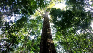 Hallan el árbol más alto de la cuenca del Amazonas: 88,5 metros