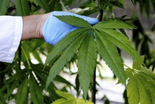 El Tribunal de Casación de Italia falla que el cultivo a pequeña escala de cannabis es legal