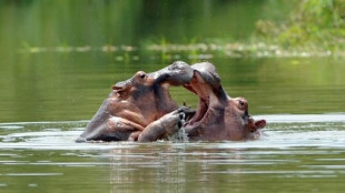 Ochenta hipopótamos de Escobar