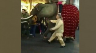 El alcalde de Medina del Campo recibe un trompazo de un elefante en la cabalgata de Reyes