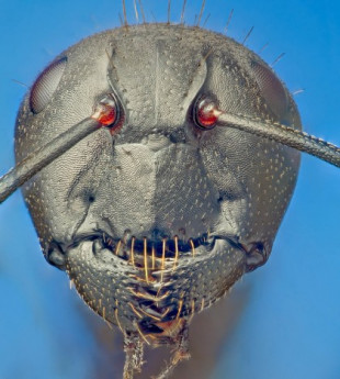 El rostro de una hormiga