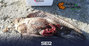 Un dron mata a un halcón peregrino en Getxo