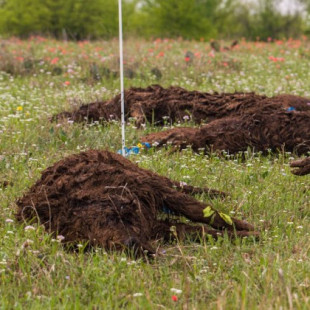 Cadáveres en descomposición les enseñan a los científicos qué sucede cuando mueren toneladas de animales a la vez (ENG)