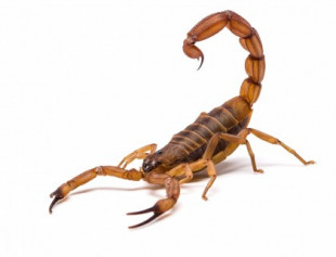 Fósil del escorpión más antiguo conocido