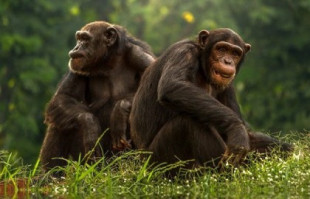 Los chimpancés suelen hacerse amigos de los machos viejos