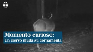Una cámara capta el momento en el que un ciervo muda su cornamenta