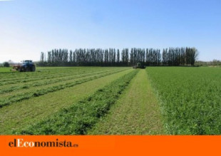 España se consolida como el segundo exportador de alfalfa deshidratada en el mundo
