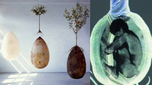Adiós a los ataúdes: entierro ecológico que brinda vida a un nuevo árbol