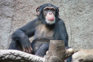 Las chimpancés hembras juegan más con juguetes "femeninos" que los chimpancés macho