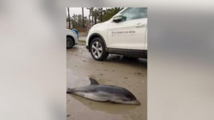 Aparecen siete delfines varados en la Comunidad Valenciana como consecuencia del temporal marítimo