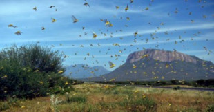 Las claves de la plaga de langostas del desierto que se mueve por África a 150 kilómetros por día