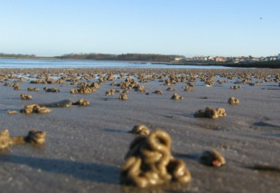 Cagón: el bicho que construye gusanos de arena a la orilla del mar [GAL]