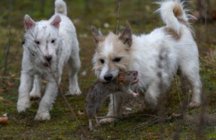 Una manada de 8 perros extermina a 730 ratas en solo siete horas [EN]