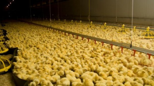 Francia ha anunciado que prohibirá las prácticas controvertidas de trituración de pollos