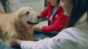 Compra un anuncio de la Super Bowl por 6 millones en agradecimiento a los veterinarios que salvaron a su perro