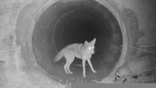 Un coyote y un tejón se unen para atravesar un oscuro túnel bajo una autopista