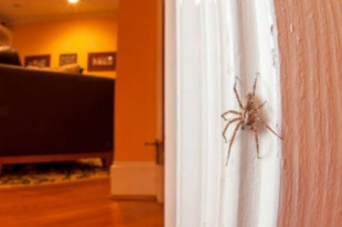 Si encuentra una araña en casa, sea amable con ella
