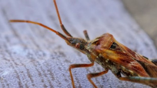 Estudio alerta sobre la catastrófica extinción de insectos