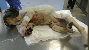 Hallan un bulldog francés maltratado 12 años después de haber sido robado
