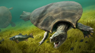 Extinta tortuga gigante tenía un caparazón de hasta tres metros con cuernos (ENG)