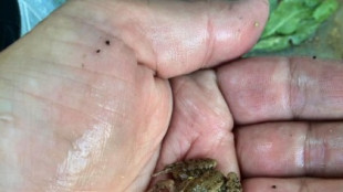 Un millón de ranas: el mayor criadero de Europa está en un pueblo de Zamora