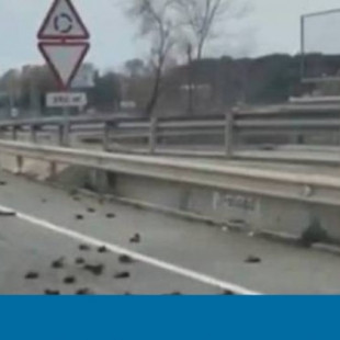 Aparecen decenas de pájaros muertos en los aledaños de la petroquímica de Tarragona