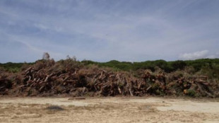 La Junta de Andalucía aprueba talar un pinar único para construir miles de viviendas inviables