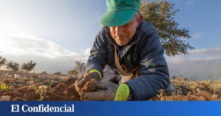 Fiebre de la trufa en Teruel: todos se quieren subir al tren de un negocio millonario