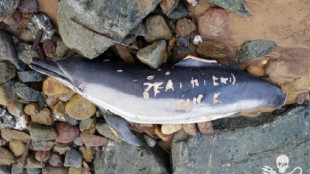 Masacre de delfines y mensaje intimidatorio de pescadores grabado a cuchillo