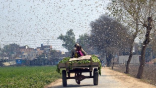 Un ejército de 100.000 patos enviados por China a combatir la plaga de langostas en Pakistán: ¿qué tiene de cierto?