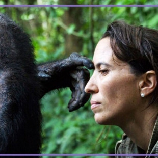 Rebeca Atencia, la gallega que reina entre los chimpancés del Congo: “Esta especie me ha salvado la vida”