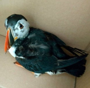 Más de un centenar de aves muertas por un sentinazo de petróleo en las costas de Galicia