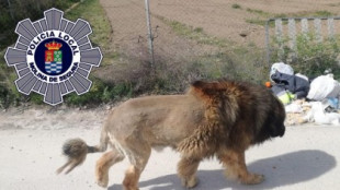 Vecinos alertan de la presencia de un león suelto en Murcia y la Policía aclara que es un perro