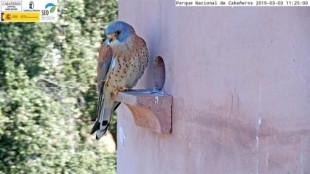 SEO/BirdLife enciende por segundo año sus webcams para seguir nidos de cernícalo primilla y lechuzas en Cabañeros