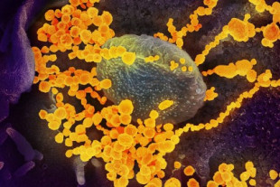 El coronavirus está mutando, pero no como piensas