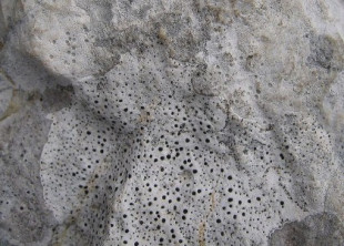 Endolitos, los microorganismos que viven dentro de las rocas