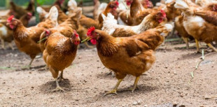 Lo que las gallinas nos enseñan sobre el coronavirus y su control